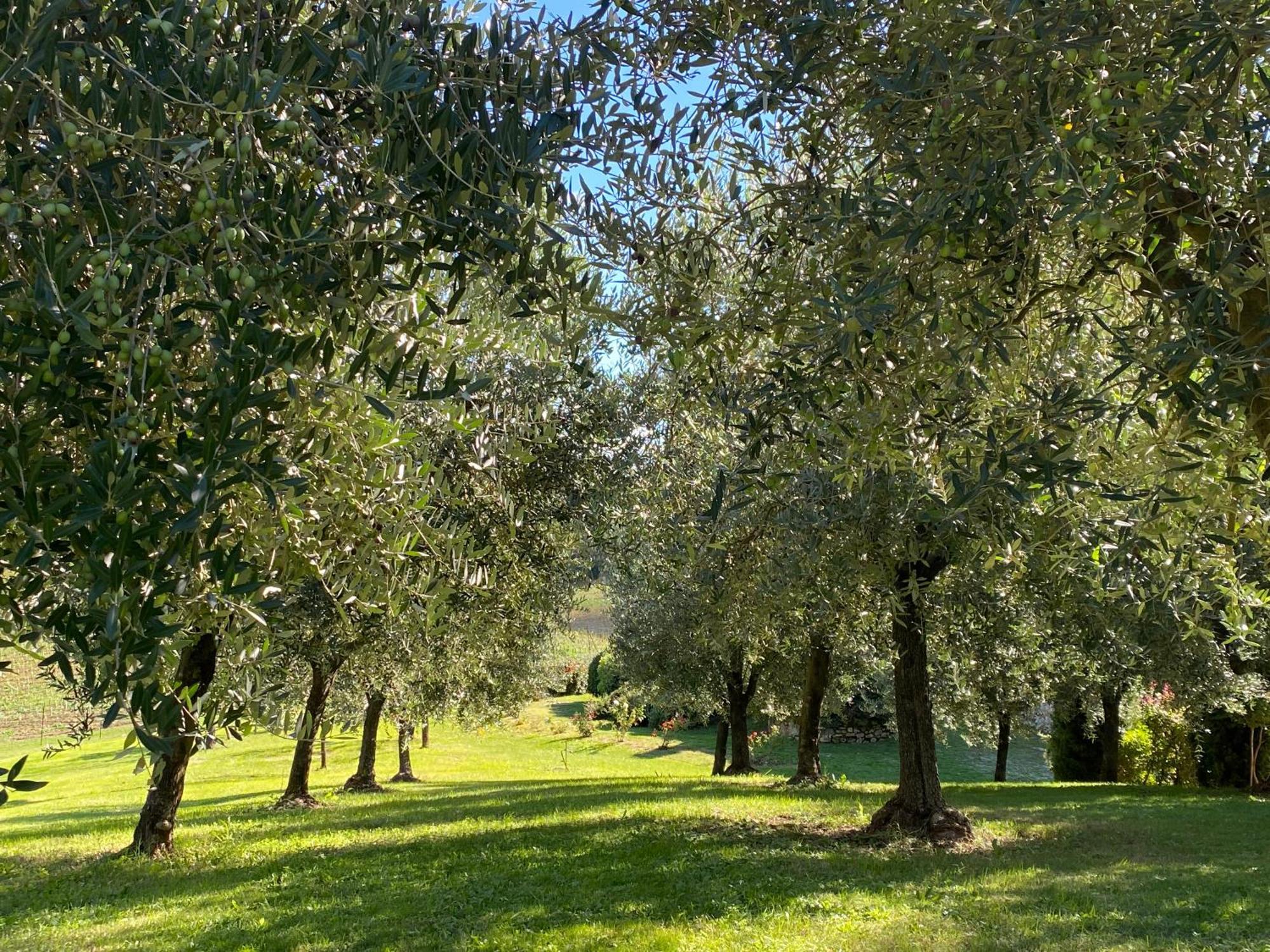 Vakantieboerderij Podere Casanuova San Gimignano