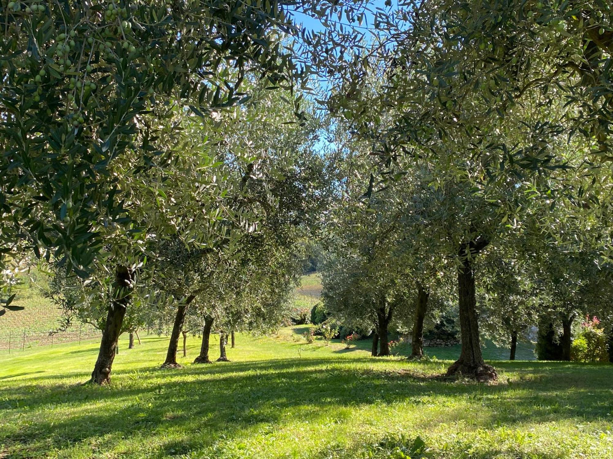 Podere Casanuova * San Gimignano