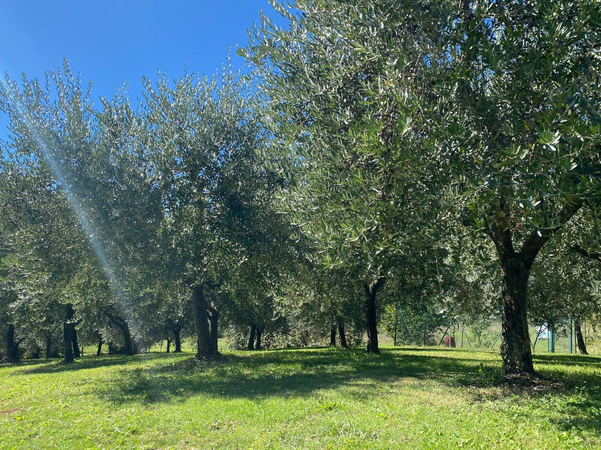 Podere Casanuova Agroturismo