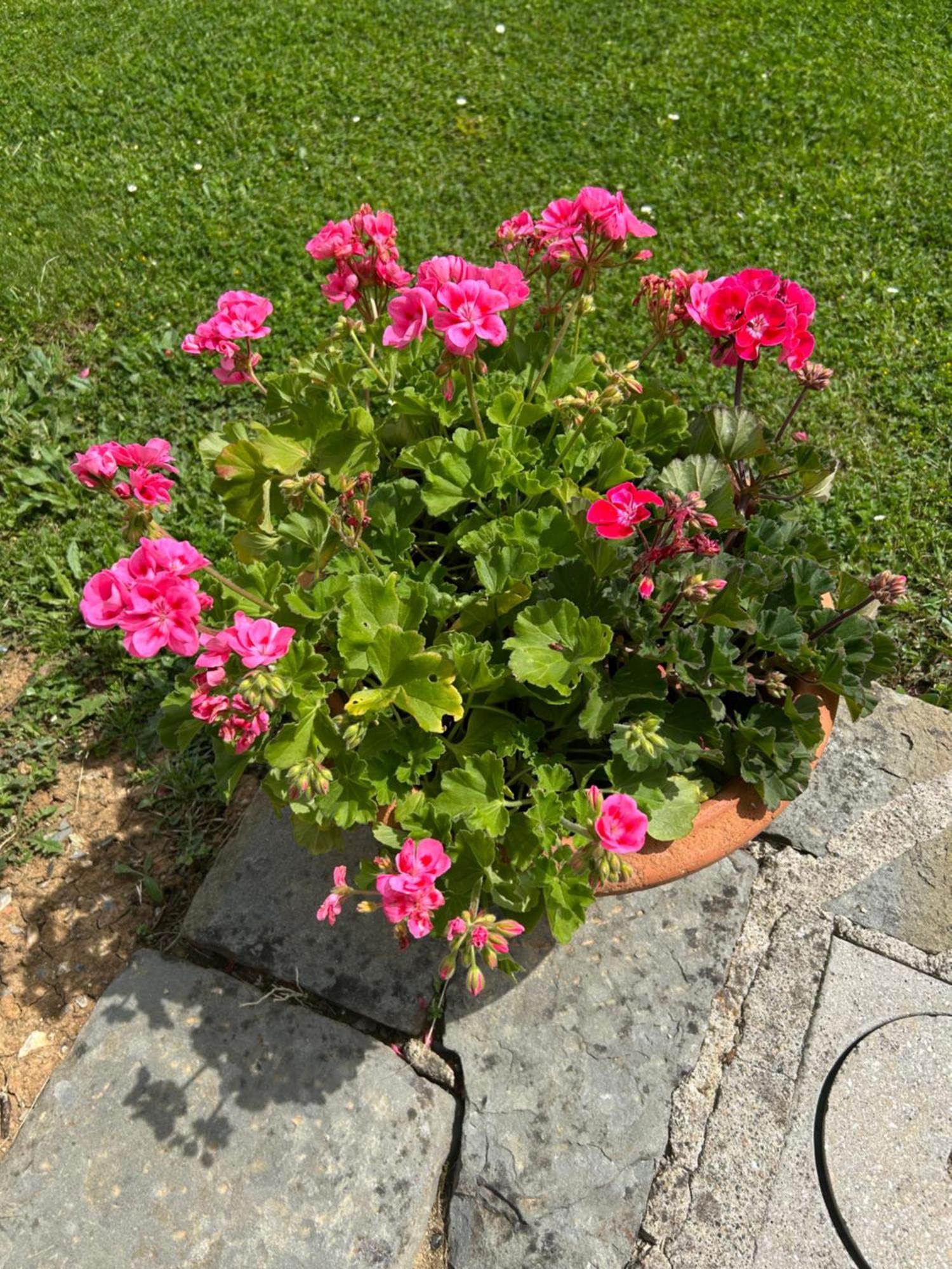 Podere Casanuova Vakantieboerderij *